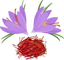 Crocus flower and dried saffron spice. Crocus sativus. strands spice used in cooking for unique flavor and color. Purple saffron with green leaves and dried spice threads. vector