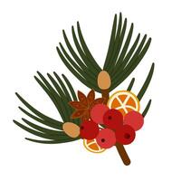 Botanical Christmas Decoration Pine Branch with Needles, Orange slices, Rowanberry vector