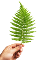A person holds a vibrant green fern leaf against a minimalistic png