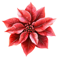 Beautiful clip art representation of a poinsettia flower with vibrant red leaves png
