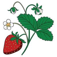 realistic Strawberry with Green Leaf vector
