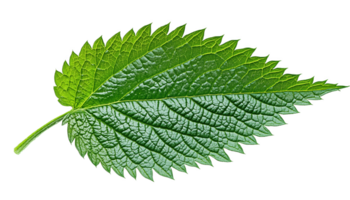 The vibrant green nettle leaf showcasing sharp edges and intricate textures in nature png
