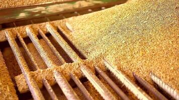 Wheat grain harvest is sorted on a grate at the grain complex. The processed crop of grain harvested after the reaping is plentifully poured from top to bottom video