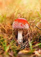Red fly agaric in dry grass in the autumn forest against the background of sunlight. Dangerous mushrooms, beautiful fairy-tale mushrooms photo