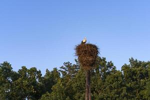 the stork sits alone in the nest against the background of a pine forest and a blue sky. photo
