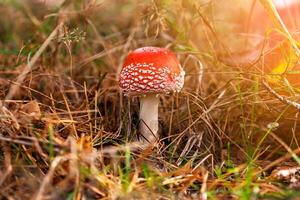 Fly agaric in dry grass and Christmas needles in the autumn forest against the background of sunlight. Dangerous mushrooms, beautiful fairy-tale mushrooms photo