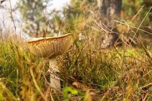 Fly agaric in dry grass in the autumn meadow against the background of sunlight. Dangerous mushrooms, beautiful fairy-tale mushrooms photo