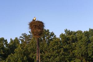 The stork bird sits alone in a nest on a pole against a blue sky and trees. A quiet summer evening. photo