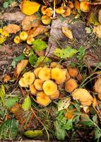 Orange mushrooms with yellow and green leaves as autumn natural background on old wooden boards photo