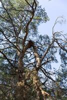 A broken branch of a pine tree from a strong wind. A hurricane in the forest in the spring and summer. Natural element photo