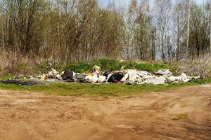Household garbage in nature. Human pollution of the environment. People illegally throw garbage into forest. Illegal garbage dump in nature. Dirty environment garbage polluting photo