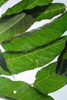 group of leaves texture close up macro isolated on why background photo