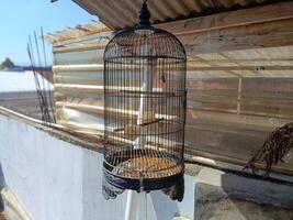 Bird cage with leftover bird food and bird droppings. The bird cage is dirty and no longer used. photo