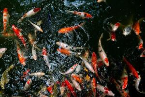 Above view of Koi fish swim on the surface of the water in large numbers. Koi fish are often used in Japanese gardens as symbols of good luck and prosperity. photo