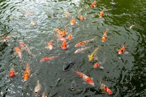 Above view of Koi fish swim on the surface of the water in large numbers. Koi fish are often used in Japanese gardens as symbols of good luck and prosperity. photo