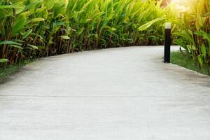 Curved concrete pathway lined with lush green foliage. Path appears to wind through a garden or park. Strolling along the path and enjoying the natural beauty of Canna Lily. photo