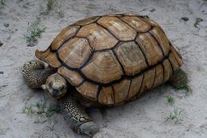 Above view of Giant turtle walking on the sand. Sandy ground with scattered grass. photo