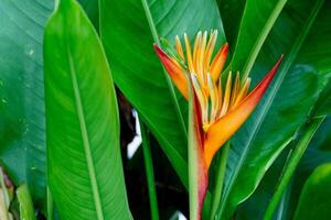 Heliconia yellow color alone in side of green leaves. Background of green leaves surround of yellow flower. Inside garden. photo