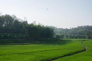 view of green rice fields with trees and sky photo
