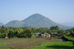 views of green rice fields with trees, mountains and clear skies photo