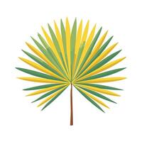 Sunlit Palm Leaf vector