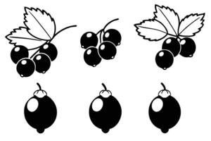 Black berries and leaves on a white background vector
