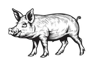 A black and white drawing of a pig vector