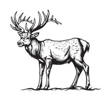 A black and white drawing of a deer vector
