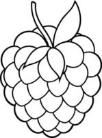 line art raspberry design . vector