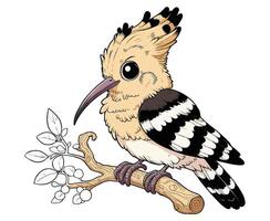 Hoopoe Bird color on a white background vector