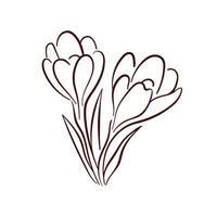 Elegant crocus spring flower in minimal line art style. Perfect for floral design, botanical print, greeting card, textile and home decor. vector