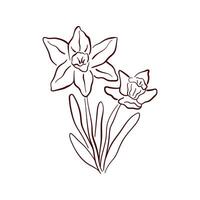Simple daffodil spring flower in a delicate line art style. Ideal for spring themed design, stationery, textile, home decor and botanical illustrations with a natural and minimal aesthetic. vector