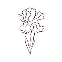 Elegant iris spring flower in line art style, with delicate petals and graceful form. Perfect for botanical design, wallpaper, textiles and nature project. vector