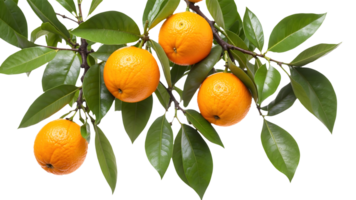 Oranges on Green Branch with Glossy Leaves, Detailed and Isolated on Transparent Background for Organic Branding png