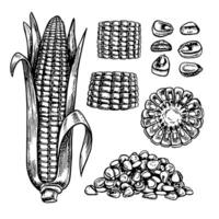 A set with corn. Sliced and whole corn cobs and grains. graphics. Black and white hand-drawn illustration. On a white background. Great for labels, menus, posters and packages. vector