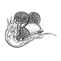 Lemons in a splash of juice. graphic illustration of sliced juicy lemon. Black and white hand drawn image of citrus fruits. For menus, labels, recipes, packaging. vector