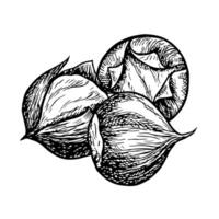 Roasted chestnut. graphics depicting the fruits of a peeled roasted chestnut. Black and white hand-drawn illustration. On a white background. Great for labels, flyers and packages. vector