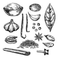 Clip art with spices. graphics depicting aromatic culinary spices of various types. Black and white hand-drawn illustrations. On a white background. For culinary recipes, menus, posters, labels vector