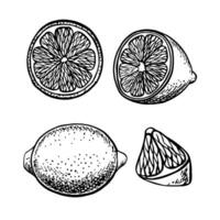Set with lemons, whole, cut, half and piece. graphic illustration of a citrus fruit. A black and white hand-drawn image. On a white background. For menus, labels, recipe, stickers, packages. vector