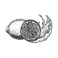 Lemon whole and cut with splash of juice. graphic illustration of citrus fruit. Black and white hand drawn image. On white background. For menu, labels, recipe posters, packaging. vector