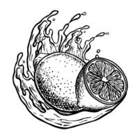 Lemons in splashes of juice. graphic illustration of sliced juicy lemon. Black and white hand drawn image of citrus fruits. Great for menus, labels, recipes, packaging and prints. vector