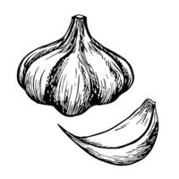 Garlic head and clove. graphics with the image of aromatic spices. Black and white hand-drawn illustration. On a white background. Ideal for culinary recipes, menus, posters or labels. vector
