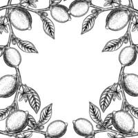 Frame with lemon branches. graphic illustration of citrus fruits. Black and white hand drawn image. On a white background. Great for flyers, labels, recipe posters, stickers and packaging. vector