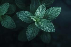 Experience the refreshing and invigorating essence of peppermint Mentha piperita, characterized by its vibrant green leaves, making it a fantastic addition to any garden or natural outdoor setting photo
