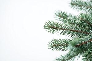 This studio shot offers a closeup of a conifer branch, ideal for enhancing Christmas decorations and adding a natural touch to your home, creating a festive atmosphere for the holiday season photo
