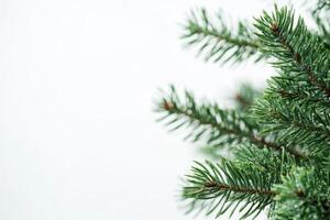 A closeup of a vibrant conifer Christmas tree branch is set against a softly blurred white background, highlighting its charm and details, appealing to nature lovers in the festive season photo