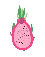 Dragon fruit pitaya half sliced for package design. Ripe pitahaya tropical fruit isolated on white background. vector