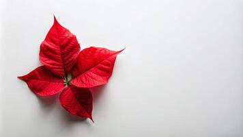 Single Red Poinsettia Leaf on a Plain White Background photo