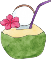 One coconut with a red flower attached, hand-drawn watercolor illustration png