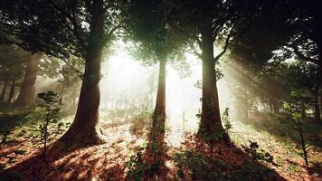 sun's rays break through the branches of trees glowing in the morning fog video
